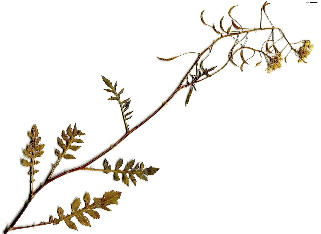 Rorippa sylvestris (Brassicaceae)
